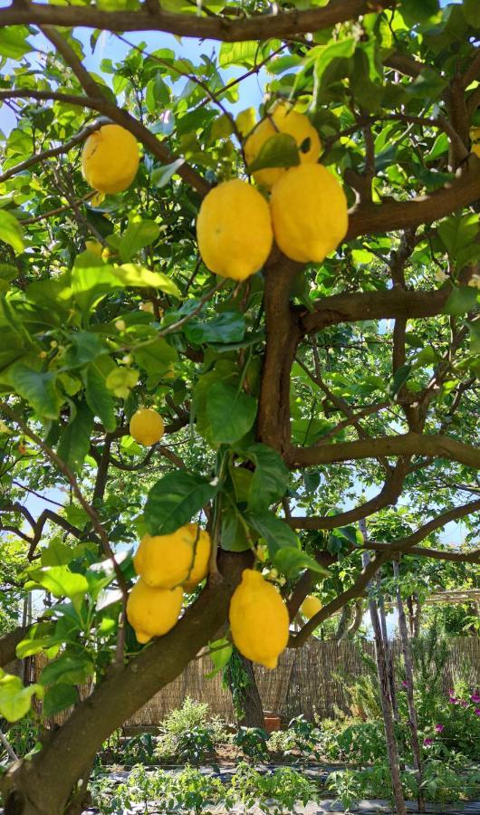 La Primavera Anacapri  Ngoại thất bức ảnh